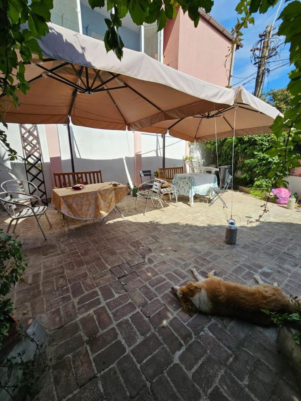 Vila Flavia B&B Constanţa Exteriör bild